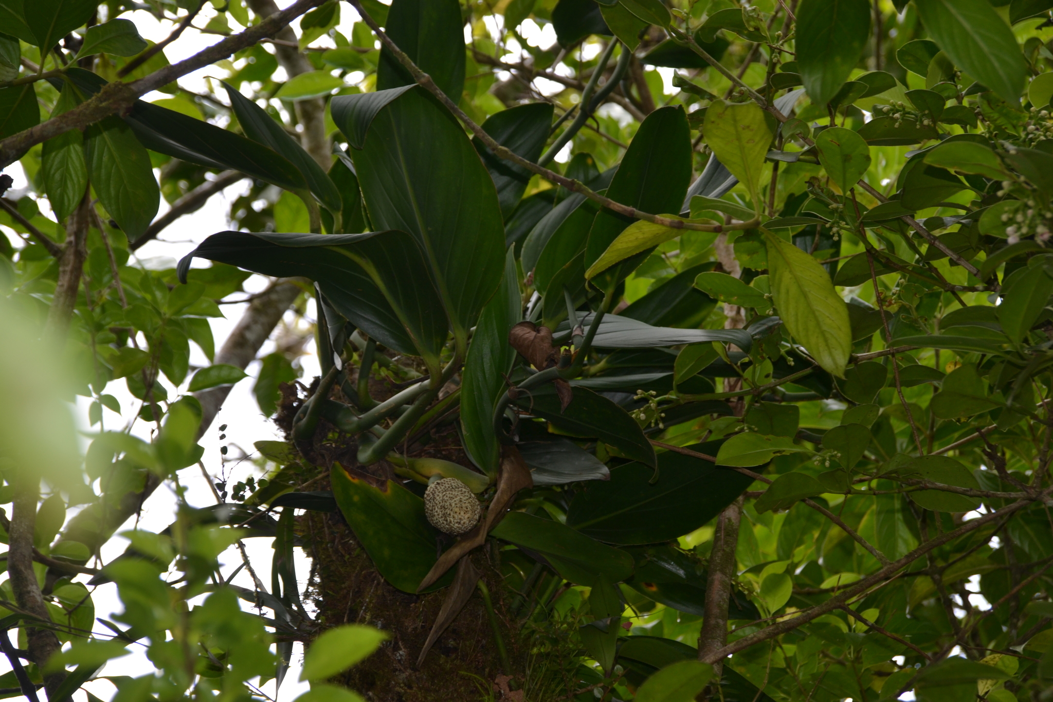 Monstera Standleyana