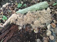 Pterula subulata