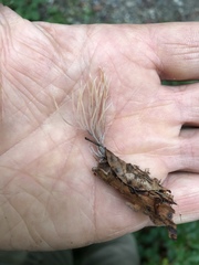 Pterula subulata