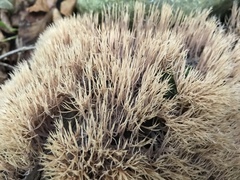 Pterula subulata