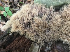 Pterula subulata