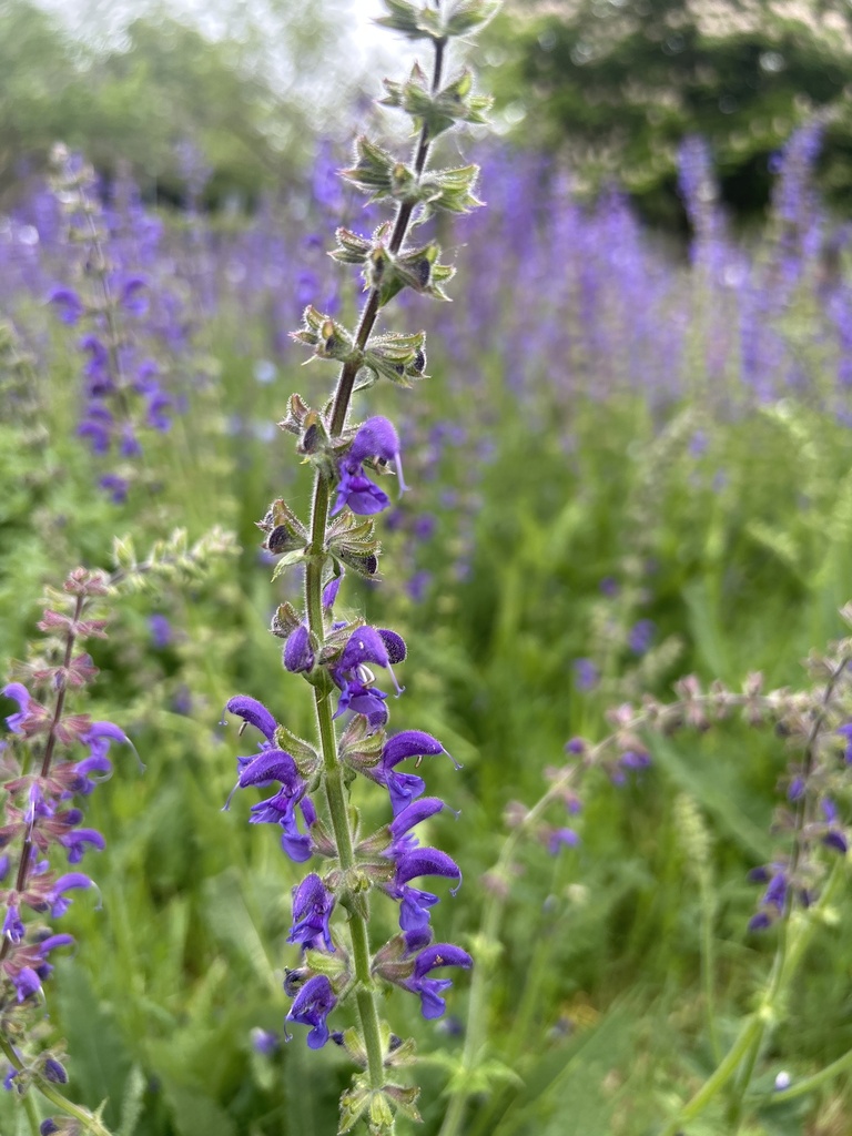 Salvia pratensis, Anstey Way, Cambridge, England, GB