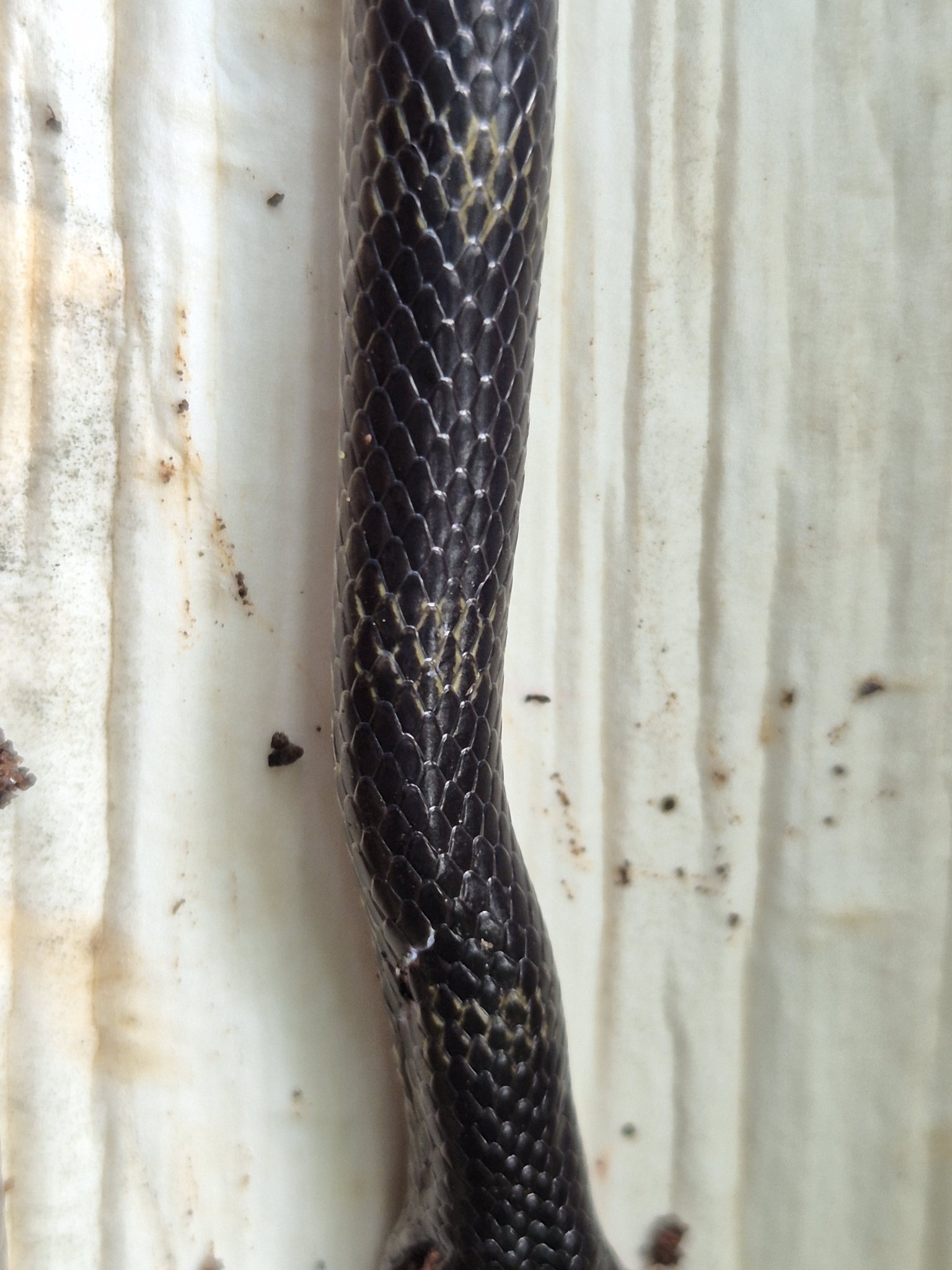 Travancore Wolf Snake