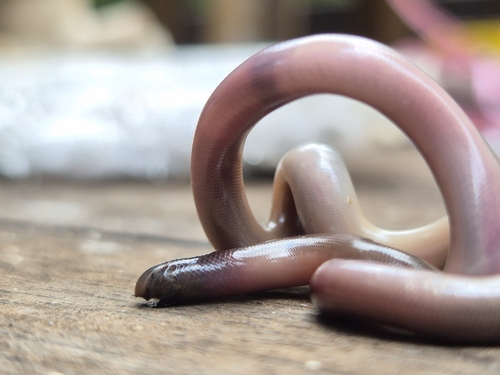 Beaked Blind Snake