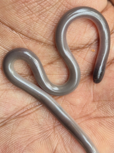 Beaked Blind Snake