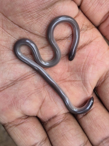 Beaked Blind Snake
