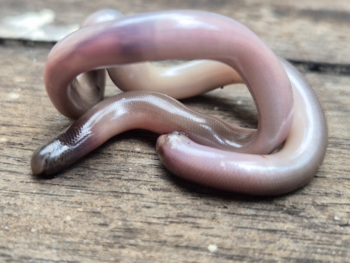 Beaked Blind Snake
