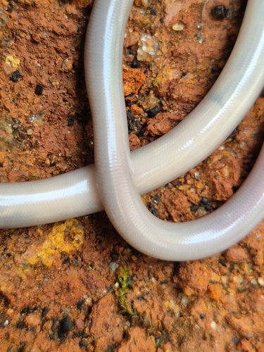 Beaked Blind Snake