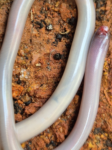 Beaked Blind Snake