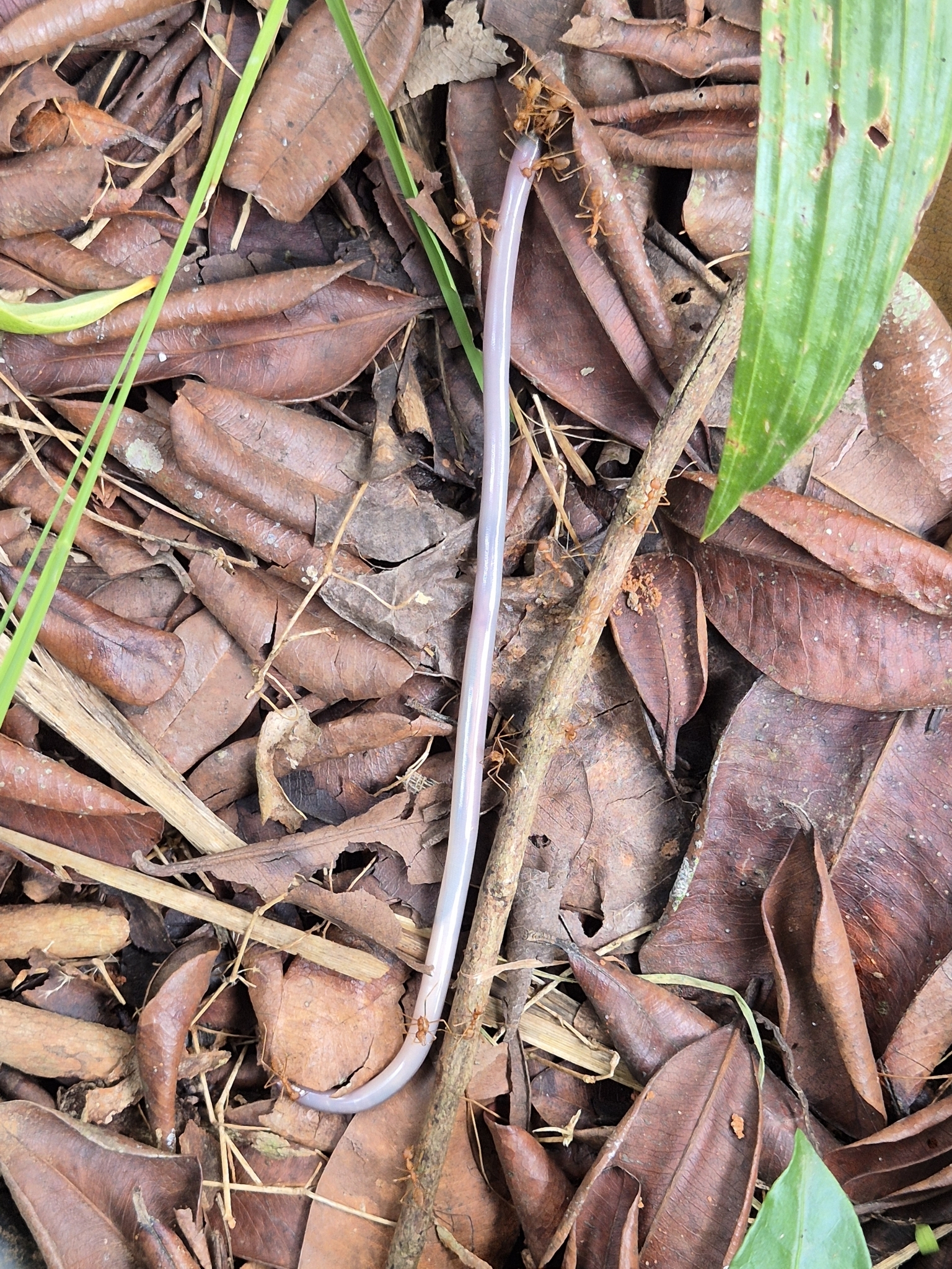 Beaked Worm Snake