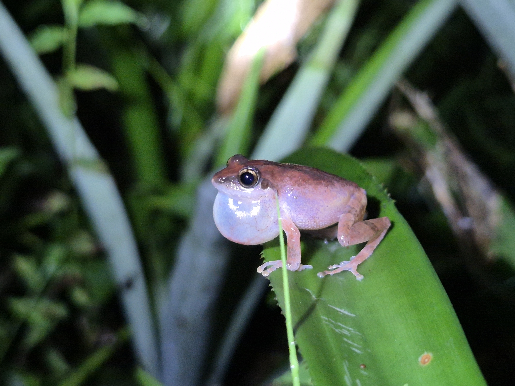 Wynaad Brown Eared Shrub Frog