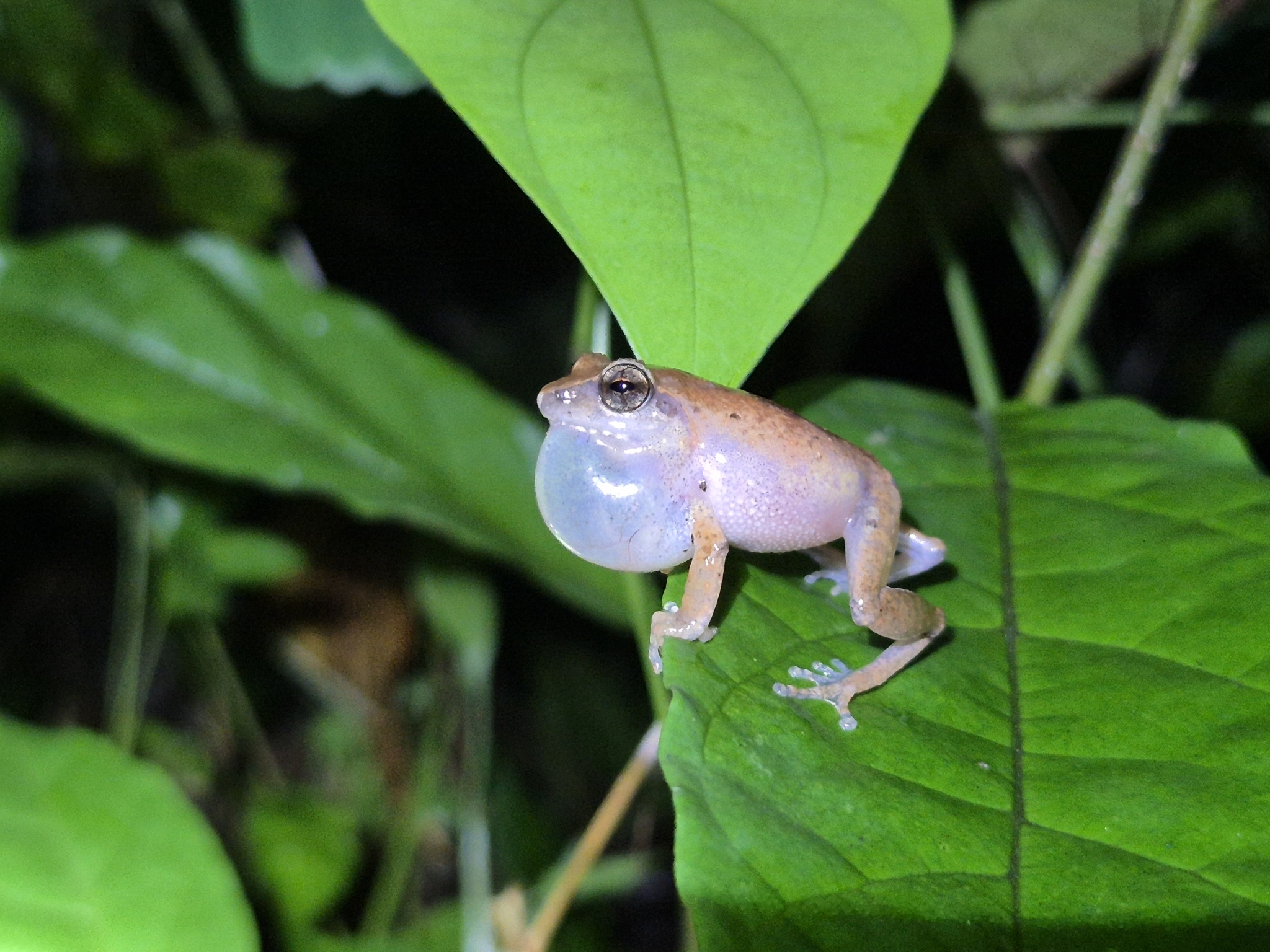 Wynaad Brown Eared Shrub Frog