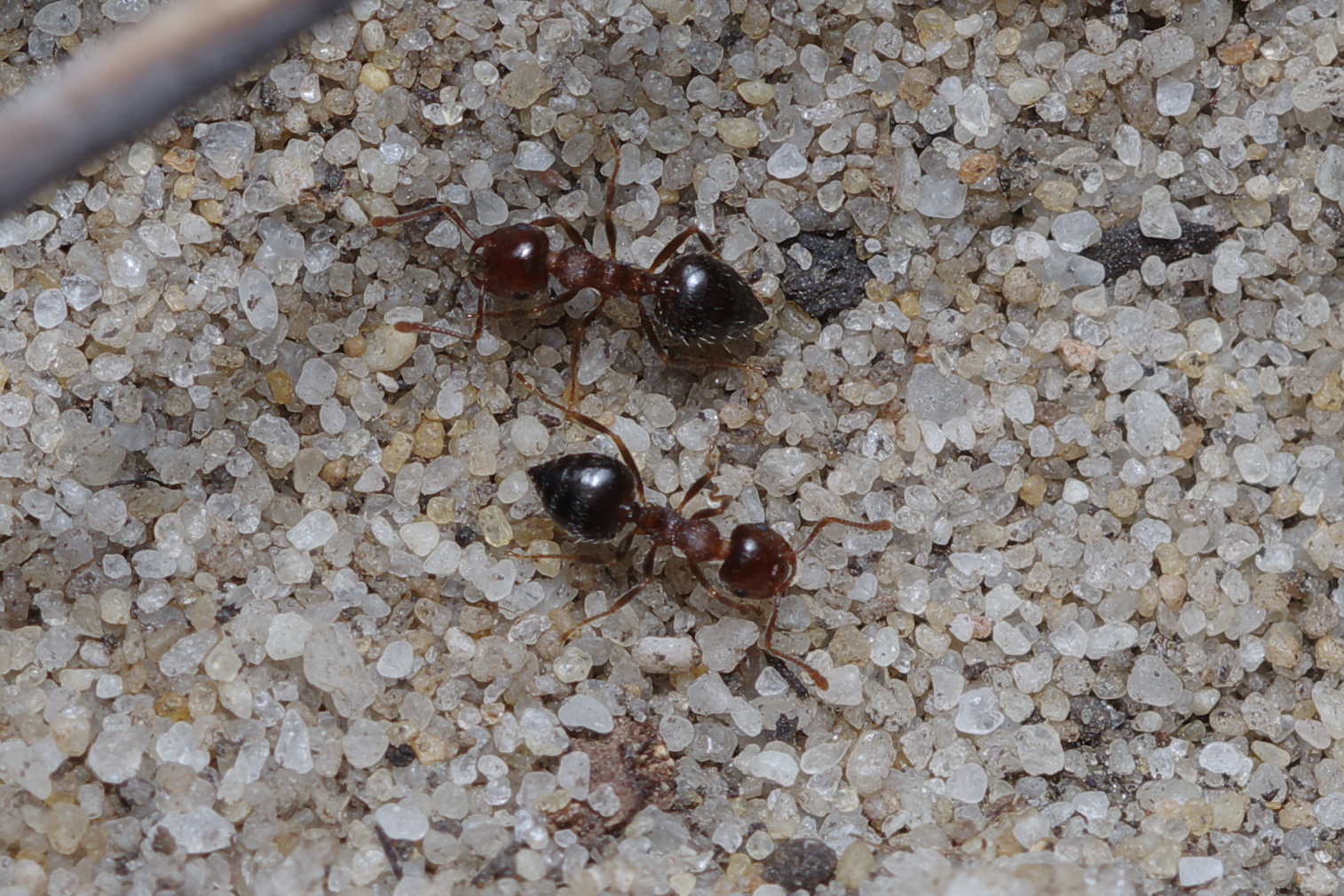 Crematogaster frivola
