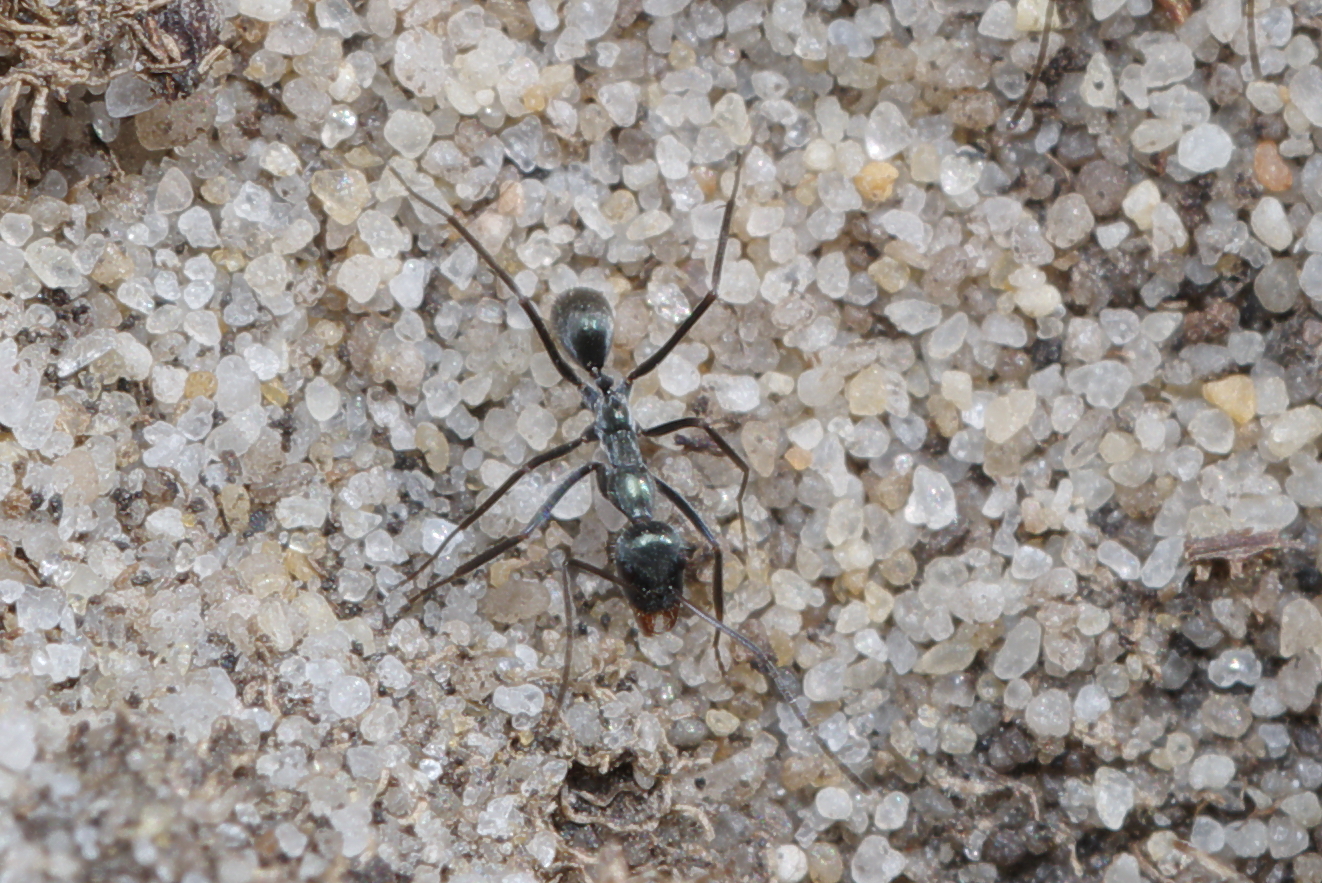 Iridomyrmex longisoma