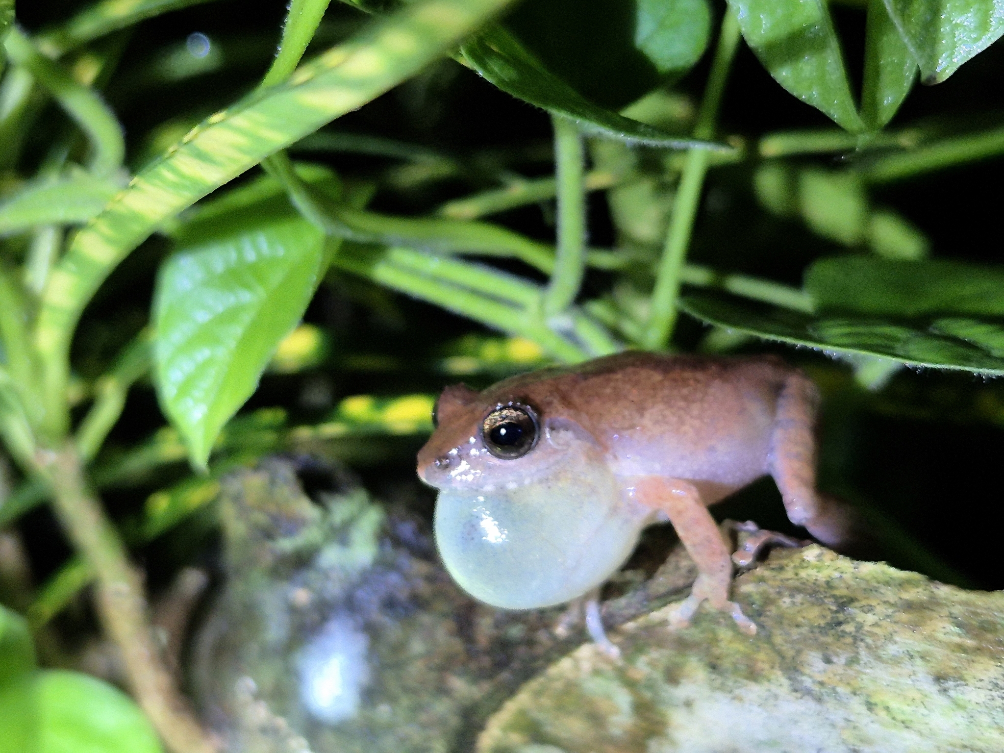 Wynaad Brown Eared Shrub Frog