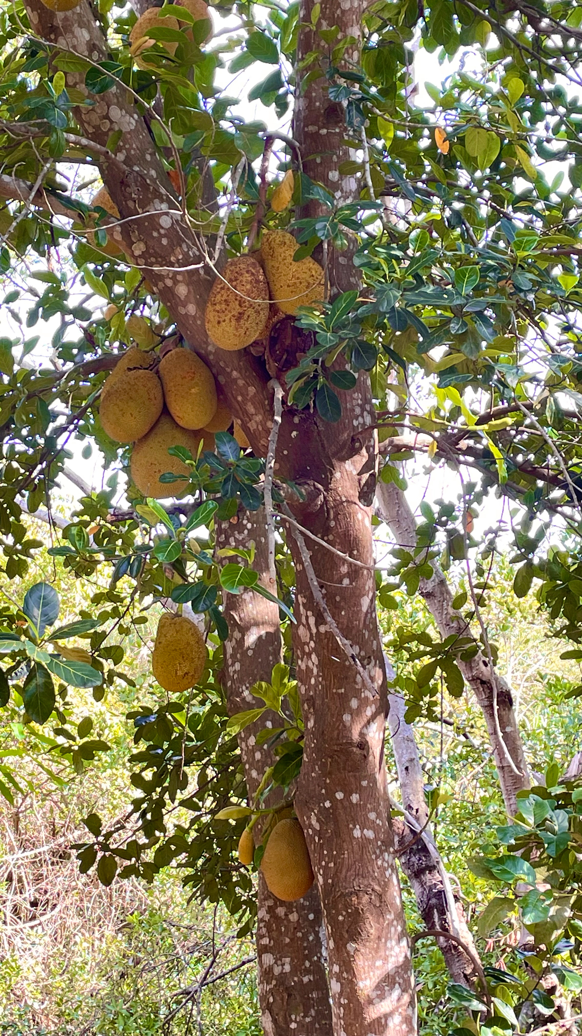 Artocarpus heterophyllus