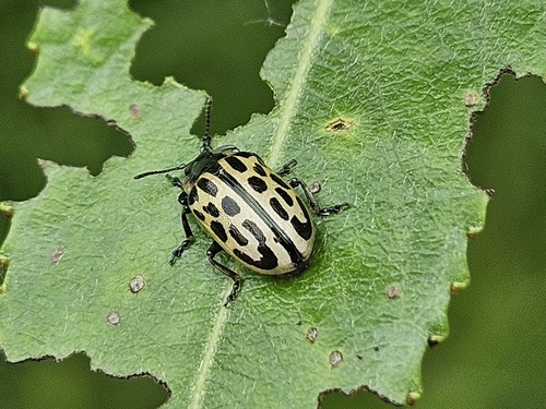 Spotted Willow Leaf Beetle, Vorden, Nederland, photo 9 of 10