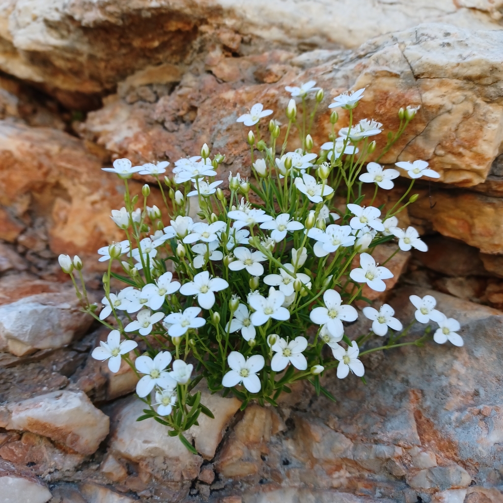Moehringia intermedia