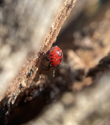 Blue Shield Bug, Veluwe, Rozendaal, Gelderland, NL, photo 7 of 10