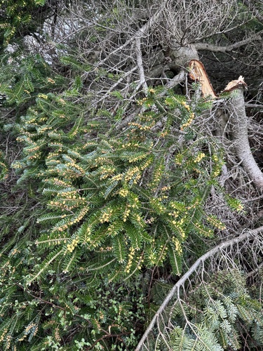 Abies koreana, photograph 5