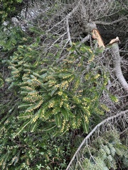 Abies koreana, photograph (c) stolbovsky, some rights reserved (CC BY)