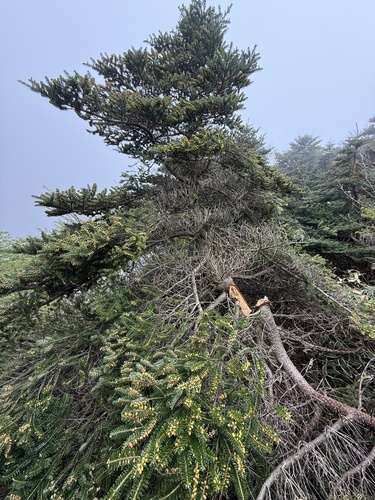 Abies koreana, photograph 6