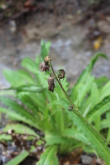 Cirsium monspessulanum