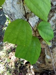 Passiflora talamancensis