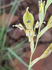 Gladiolus permeabilis edulis