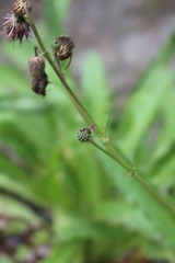 Cirsium monspessulanum