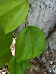 Passiflora talamancensis