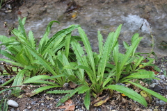 Cirsium monspessulanum