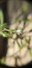 Allophyllum integrifolium