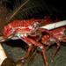 Munidid Squat Lobsters - Photo (c) Stan Shebs, some rights reserved (CC BY-SA)