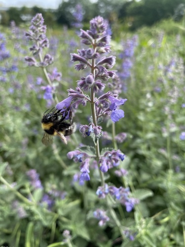 Garden Bumble Bee, Ilsy-Plantsoen, The Hague, South Holland, NL, photo 9 of 10