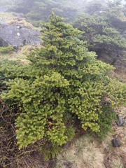 Abies koreana, photograph (c) stolbovsky, some rights reserved (CC BY)