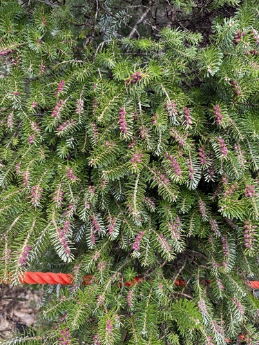 Korean fir (Abies koreana)