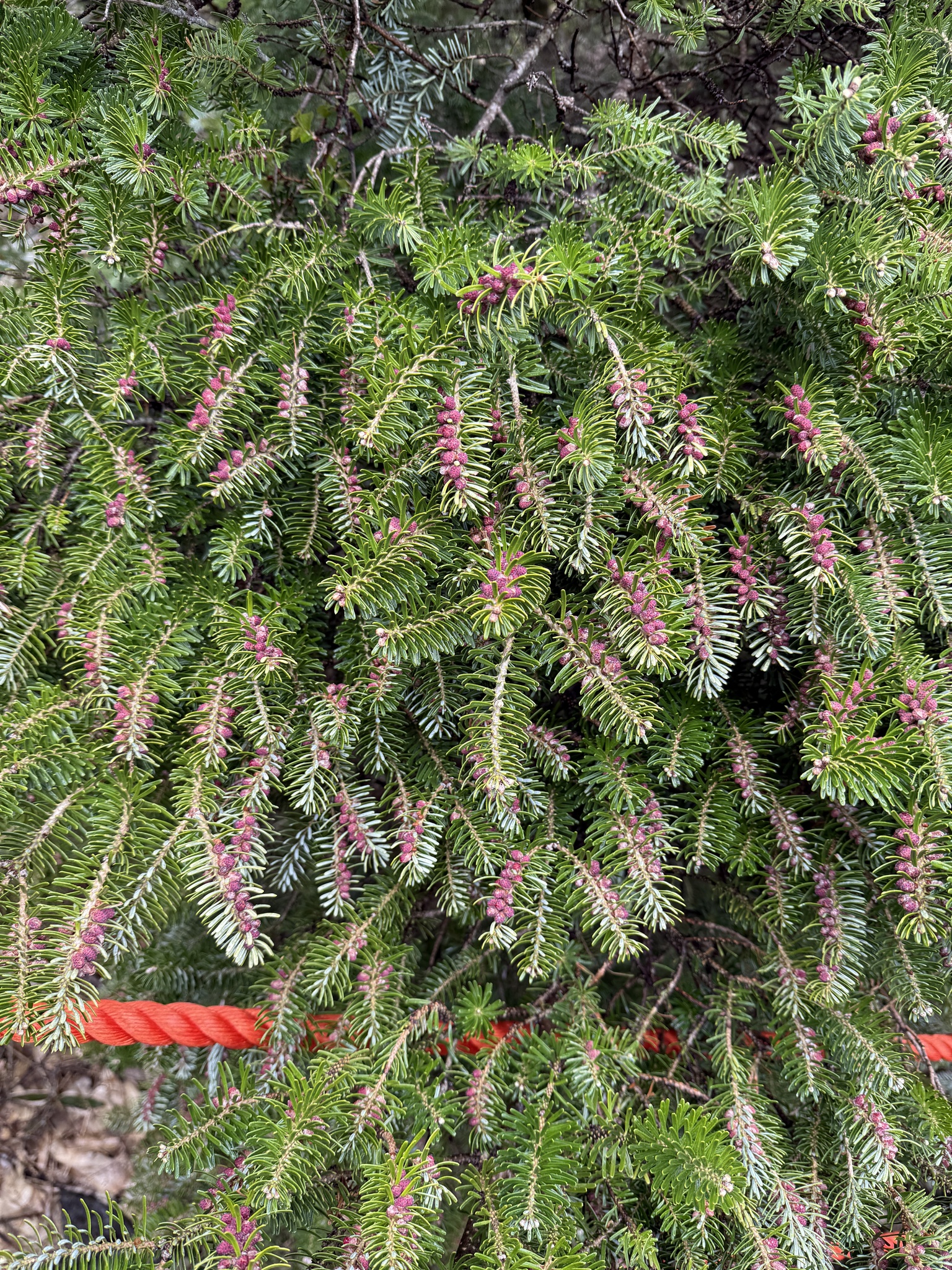 Korean Fir (Abies koreana)