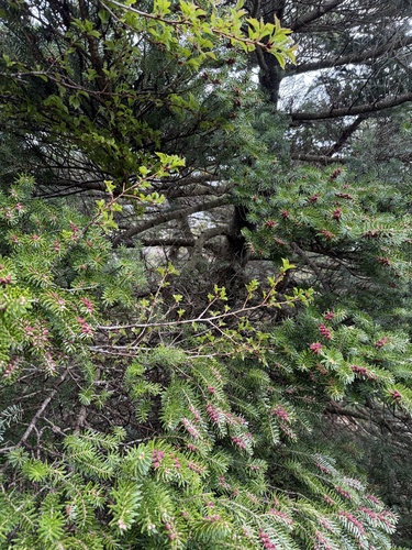 Abies koreana, photograph 3