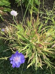 Centaurea cyanus