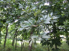 Quercus muehlenbergii