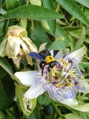 Xylocopa pubescens