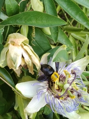 Xylocopa pubescens