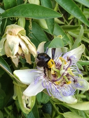 Xylocopa pubescens