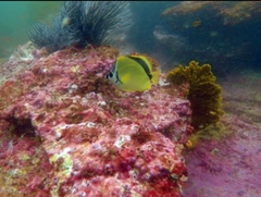 Johnrandallia nigrirostris