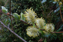 Salix cinerea cinerea