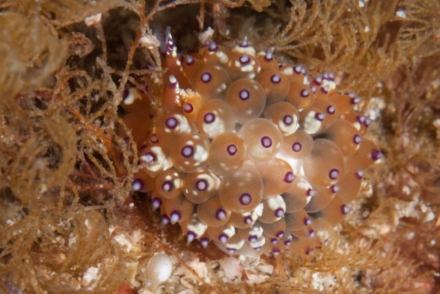 Janolus tricellariodes