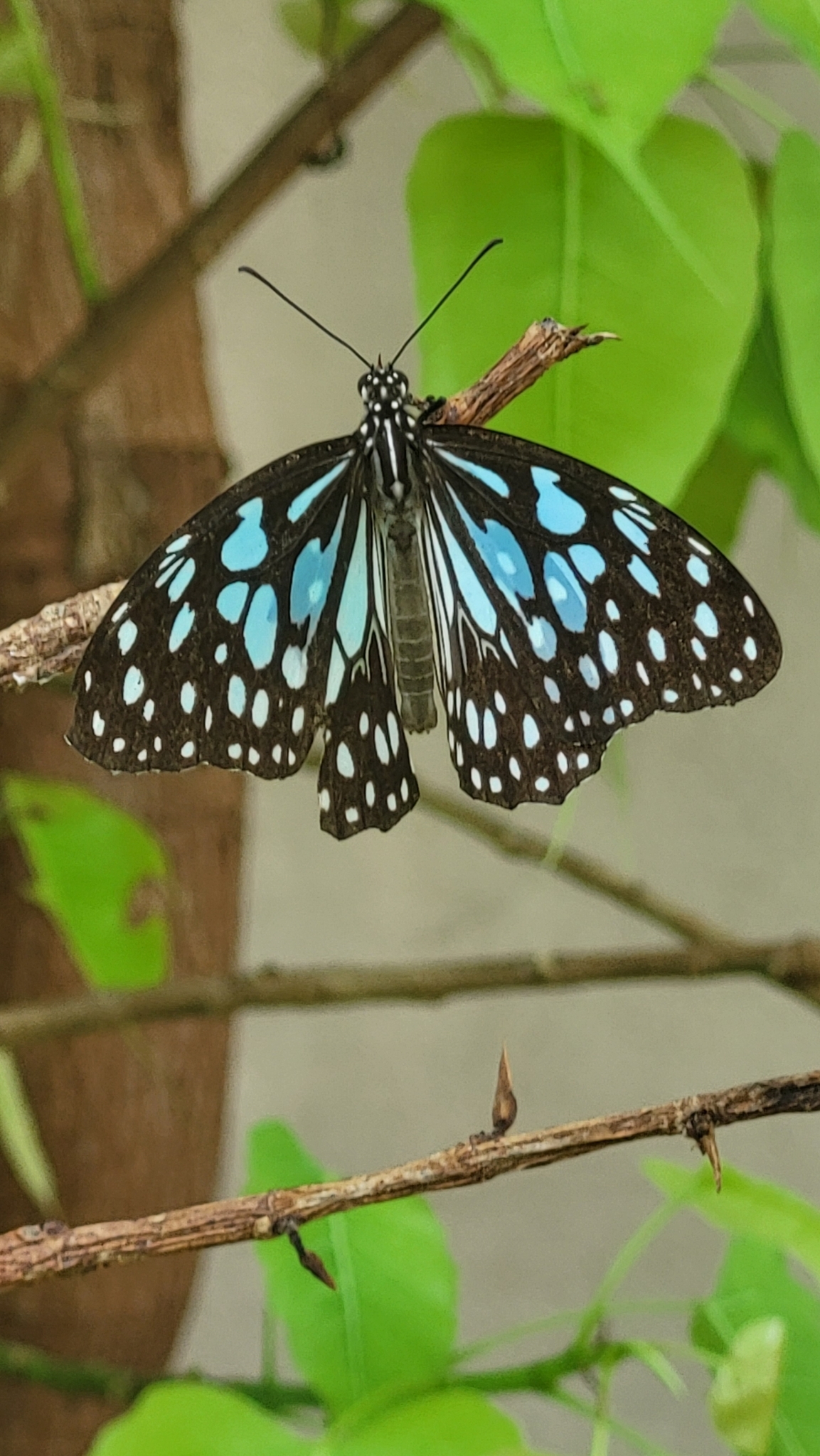 Blue Tiger