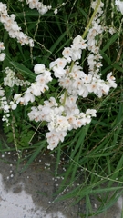 Antigonon