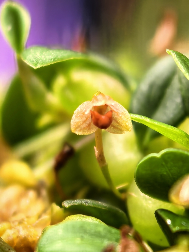 Bulbophyllum jejosephii